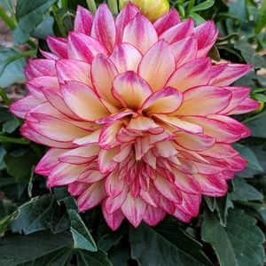 Meet your Posher, Joy